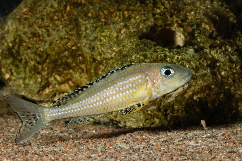 Xenotilapia papilio 'Tembwe Deux'